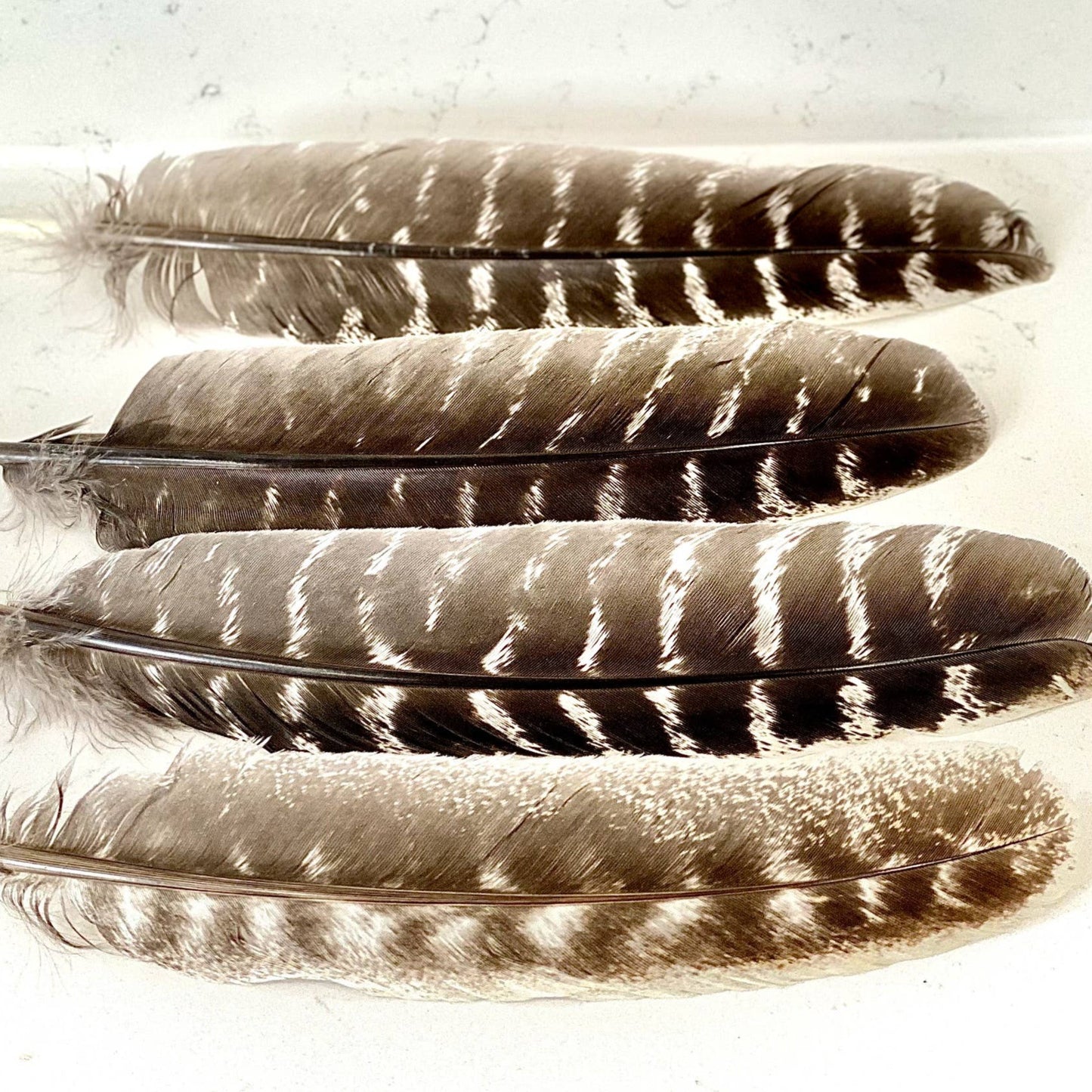 Turkey Feathers