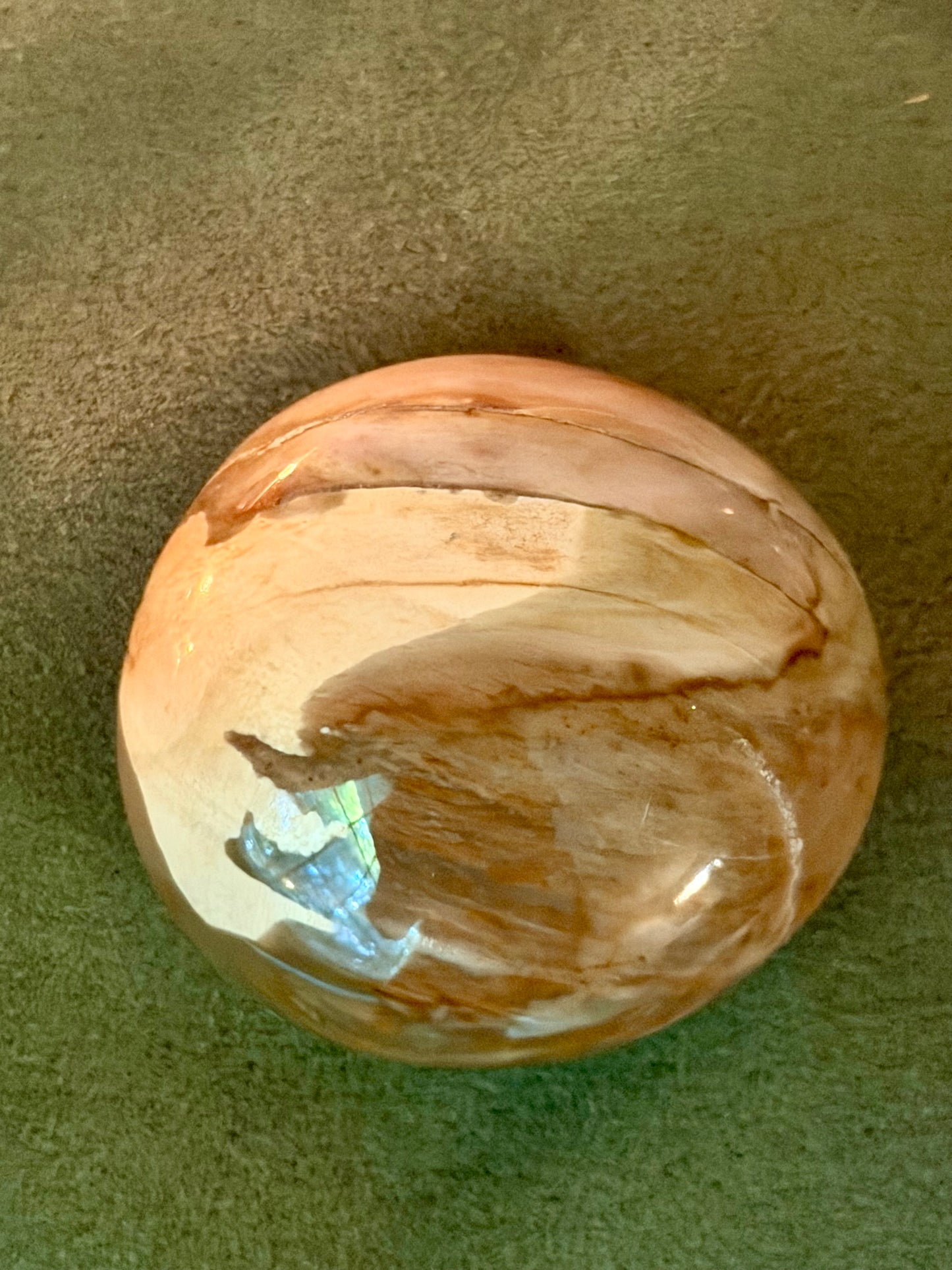 Petrified Wood Palm Stone (Madagascar)￼