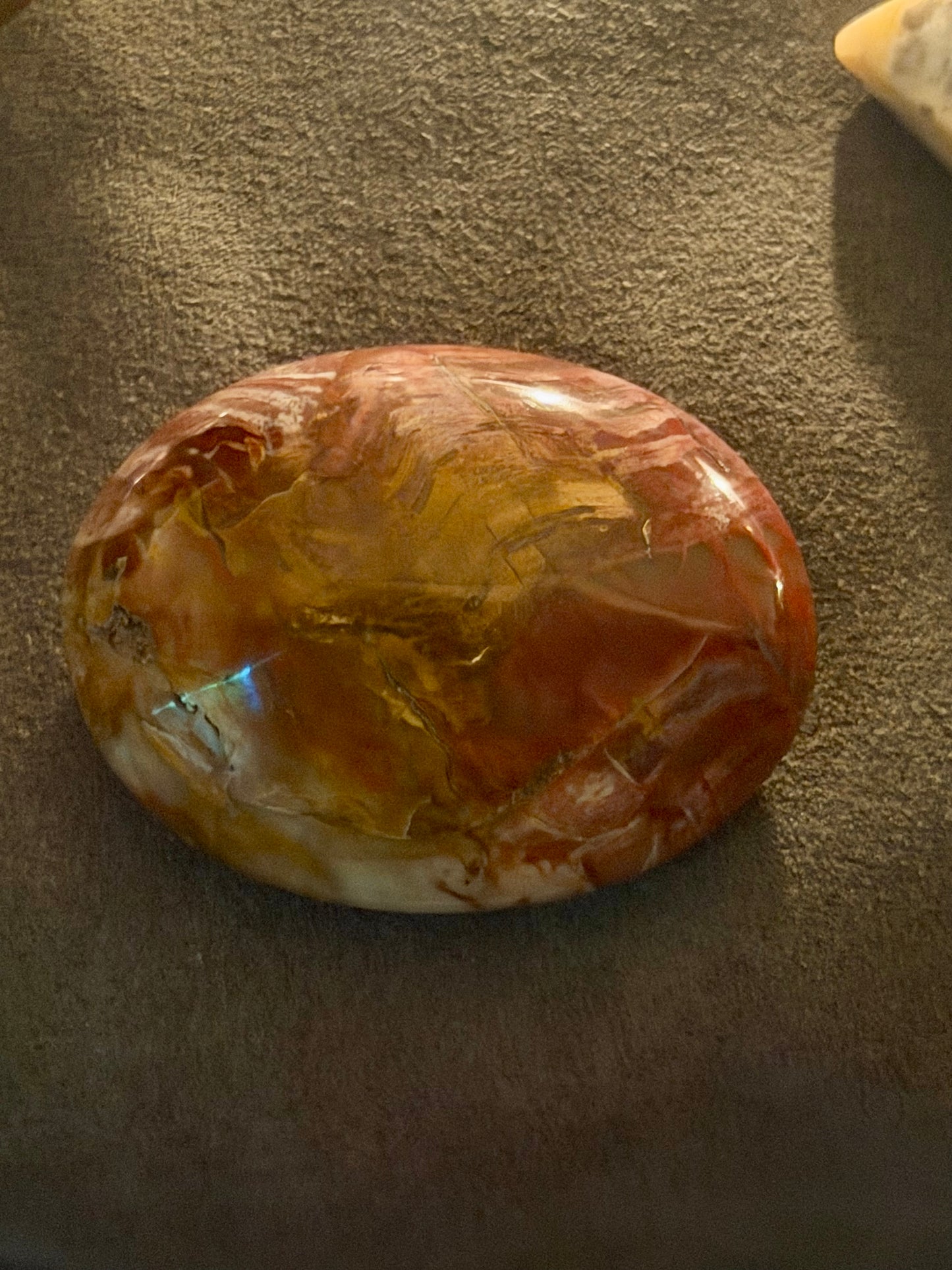 Petrified Wood Palm Stone (Madagascar)￼